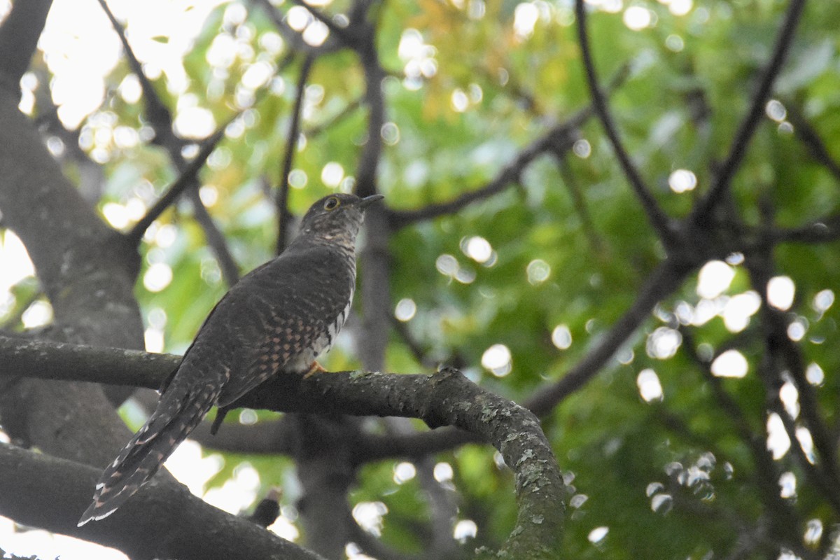Barred Long-tailed Cuckoo - ML636009430