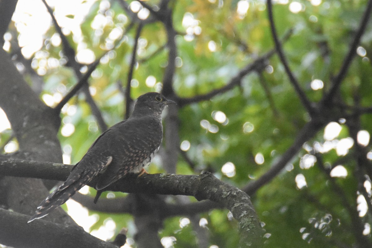 Barred Long-tailed Cuckoo - ML636009431