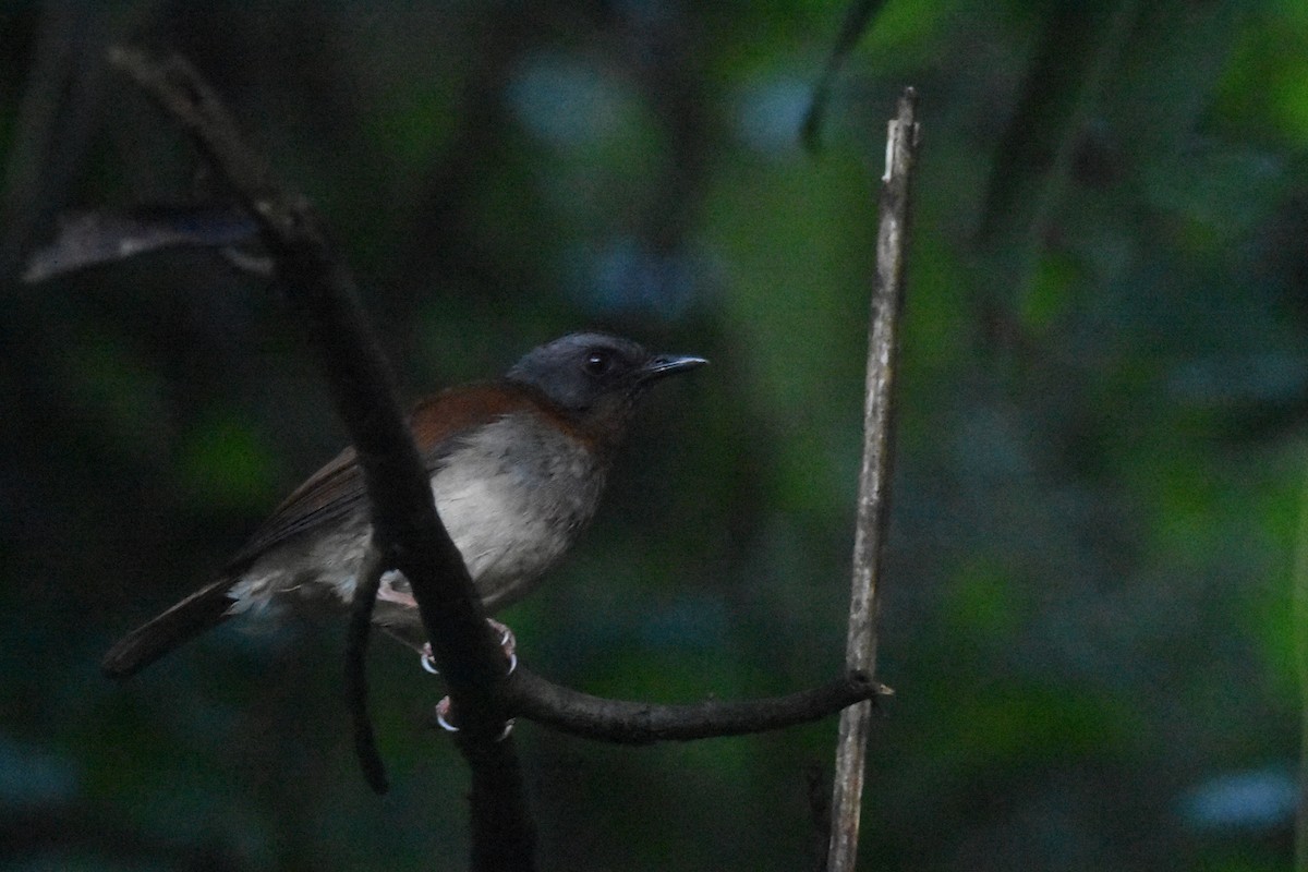 Red-throated Alethe - ML636009446