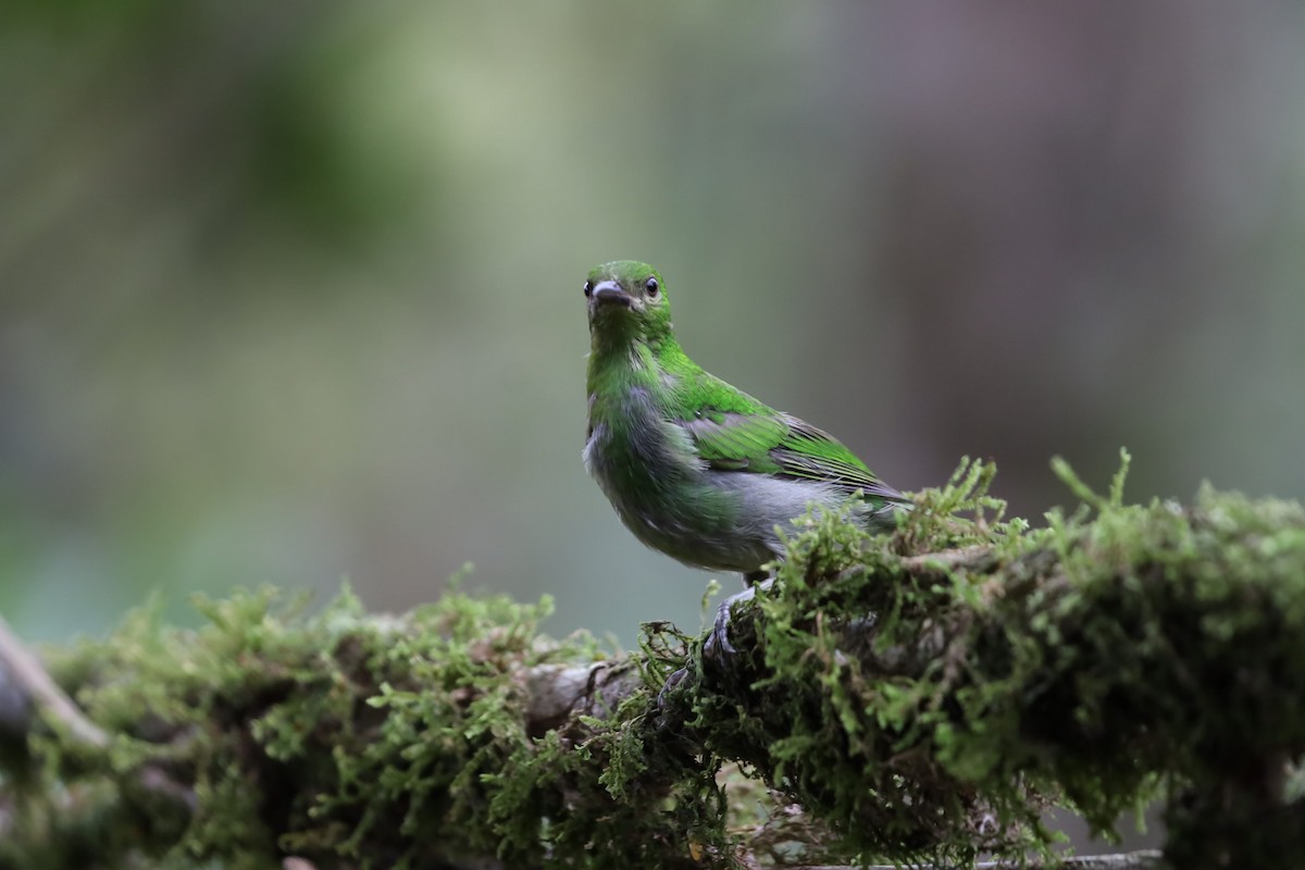 Green Honeycreeper - ML636009569