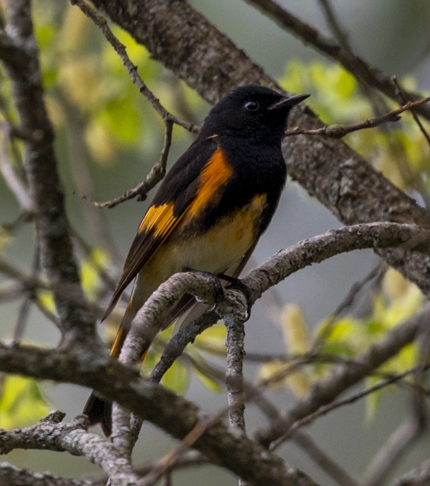 lesňáček lejsčí - ML636009585