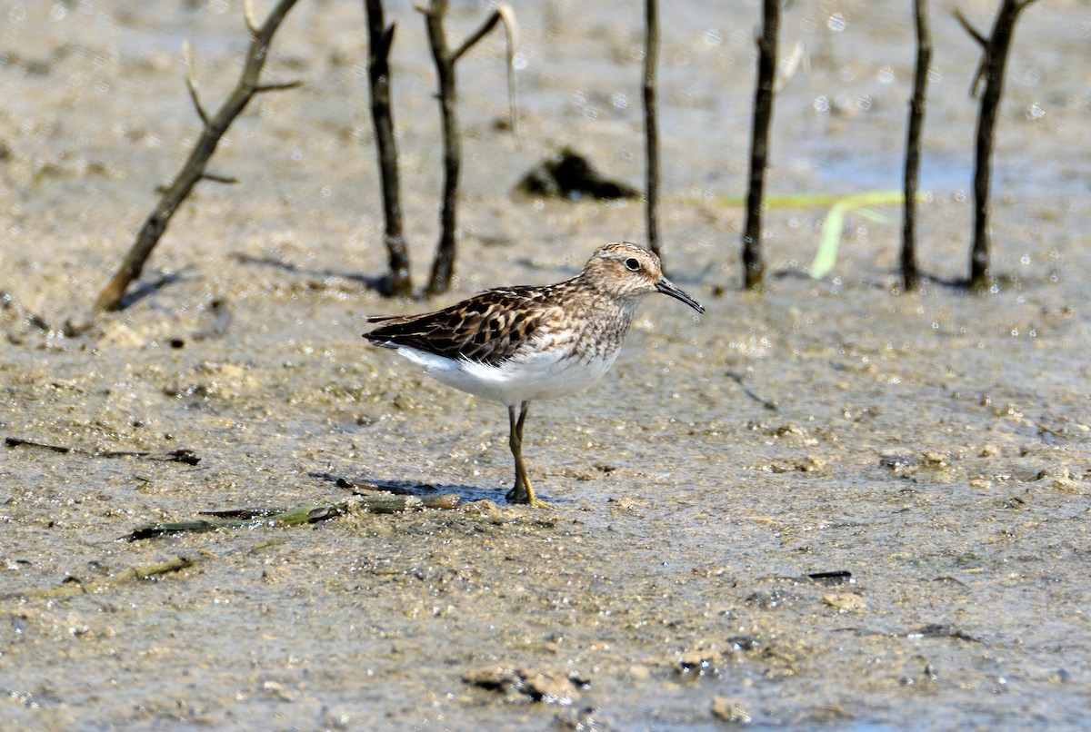 Least Sandpiper - Bob Huguenard