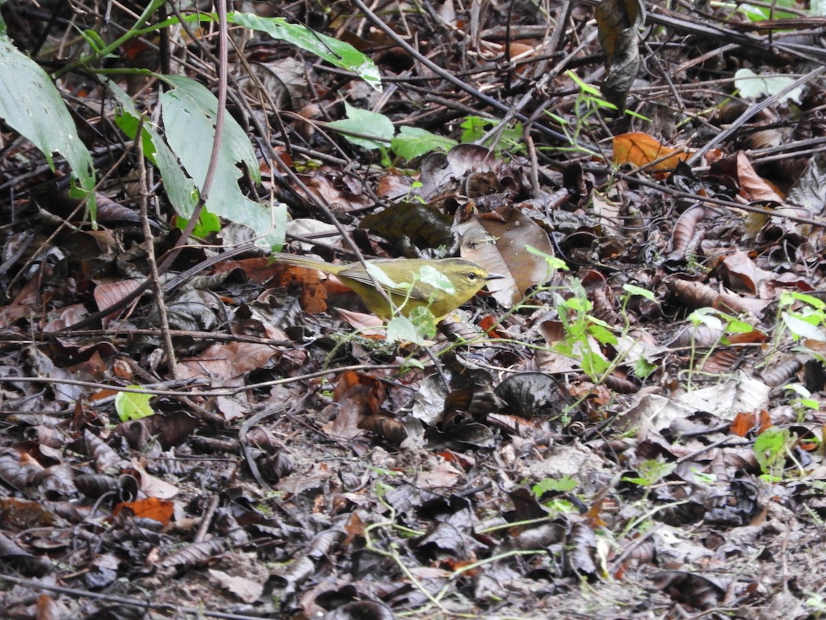Two-banded Warbler - ML636009613
