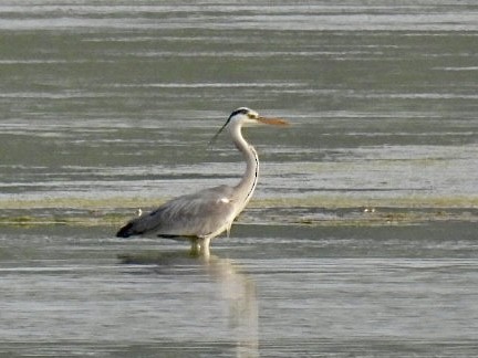 Gray Heron - ML636009617
