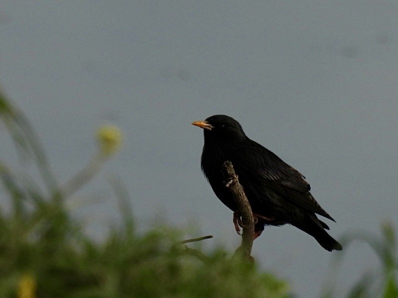 Spotless Starling - ML636009681