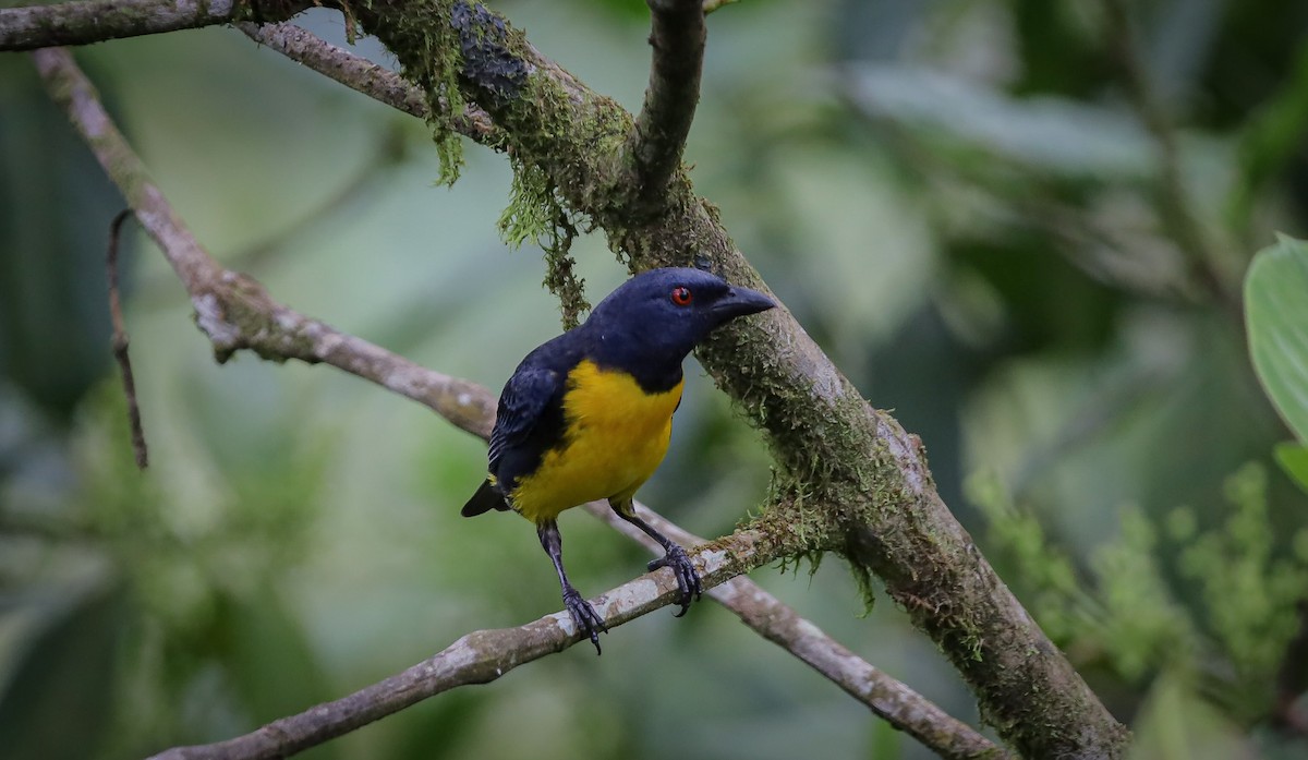 Blue-and-gold Tanager - ML636009690