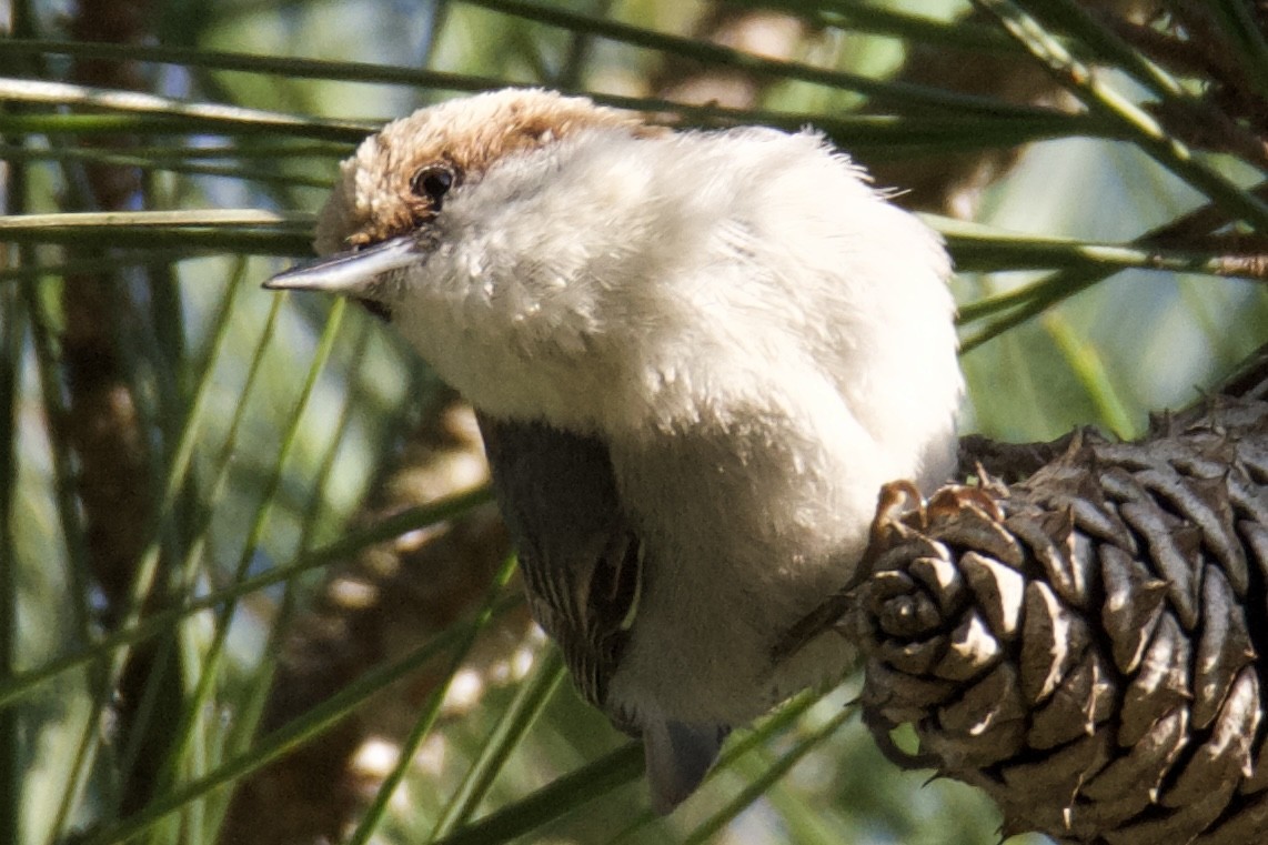 Brown-headed Nuthatch - ML636009757