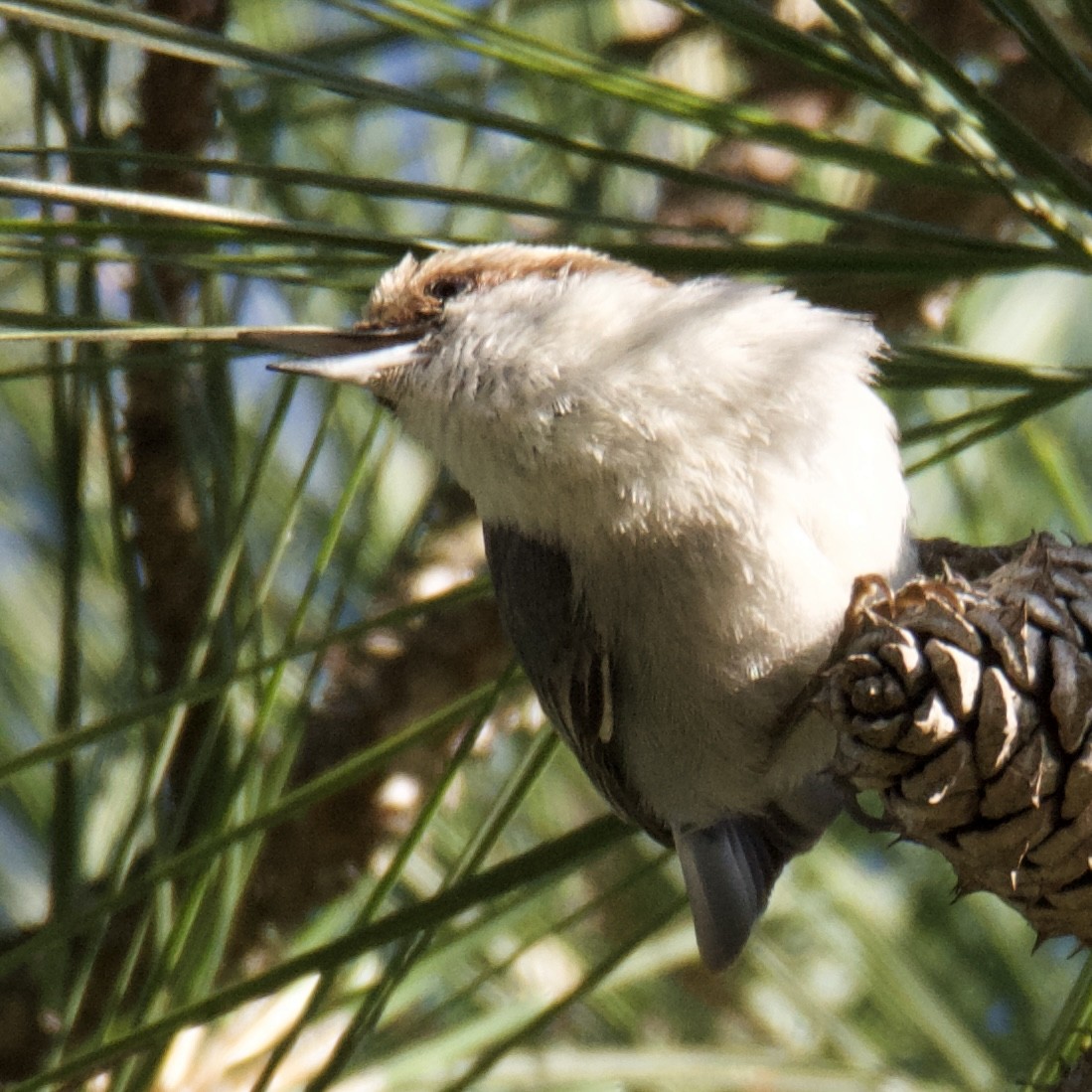 Brown-headed Nuthatch - ML636009758