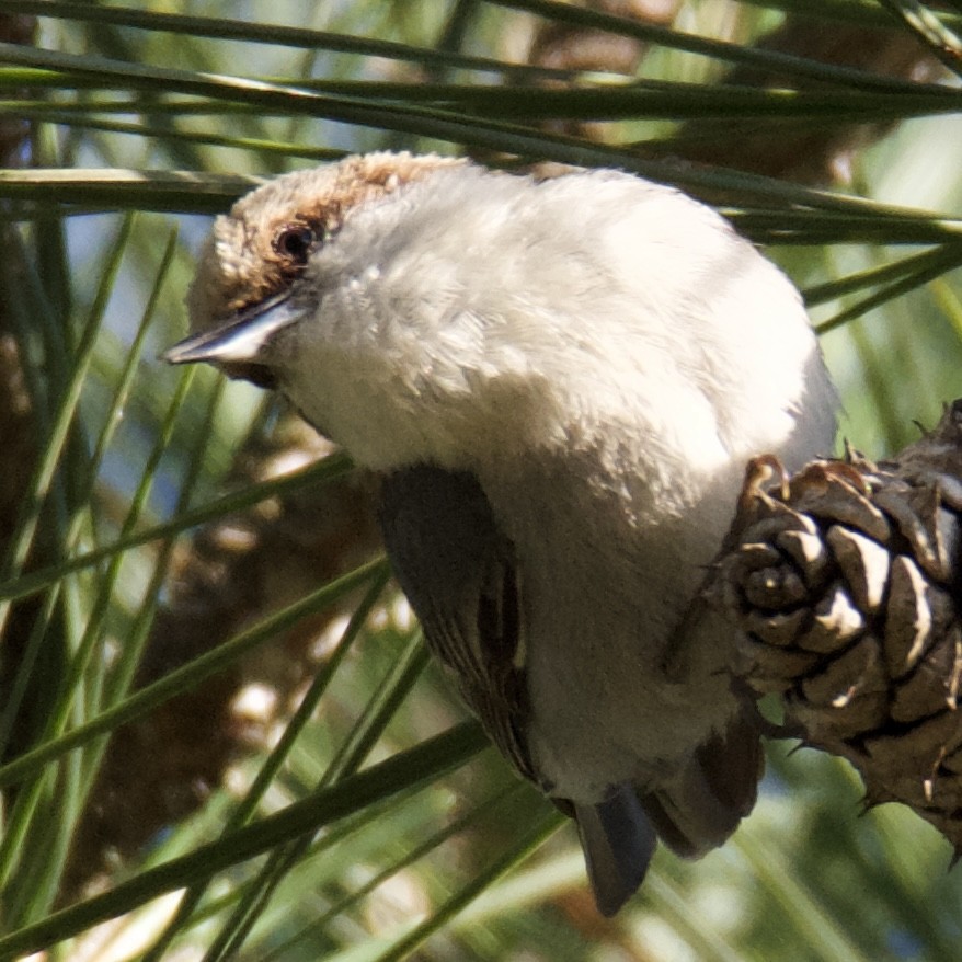 Brown-headed Nuthatch - ML636009759