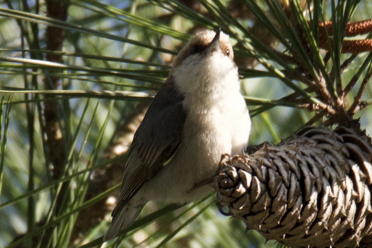 Brown-headed Nuthatch - ML636009760