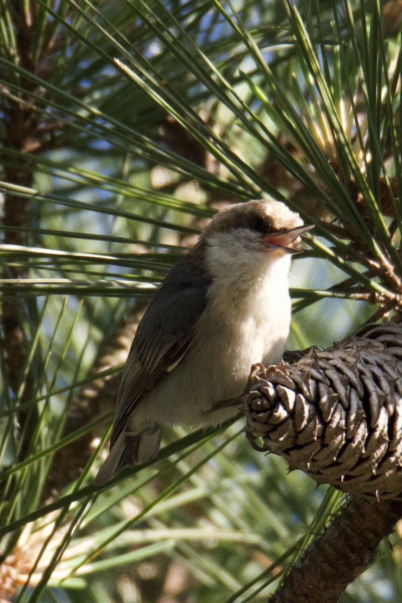 Brown-headed Nuthatch - ML636009761