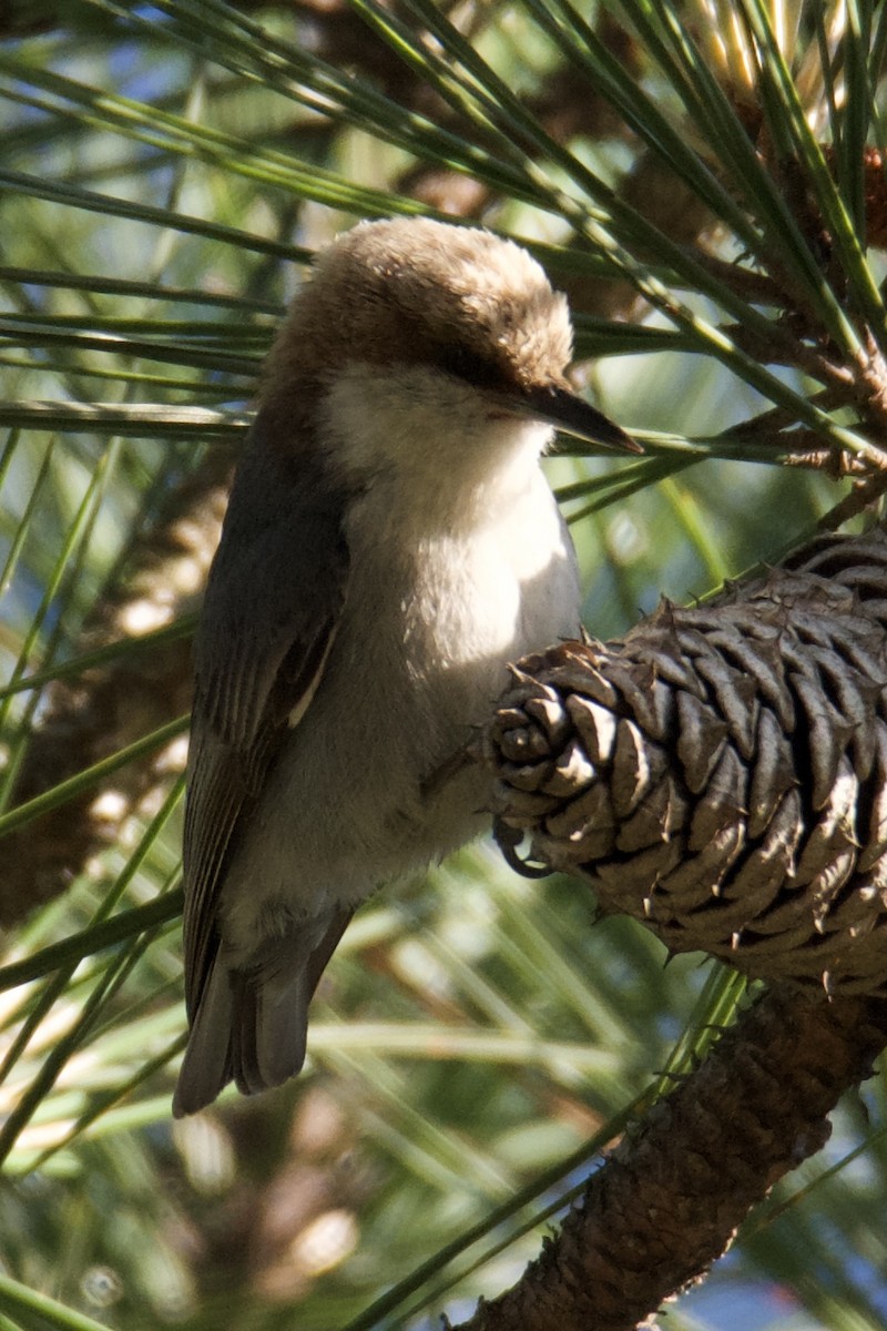 Brown-headed Nuthatch - ML636009762