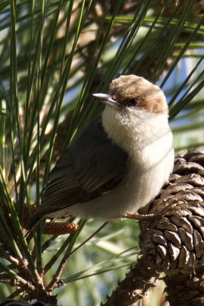Brown-headed Nuthatch - ML636009763