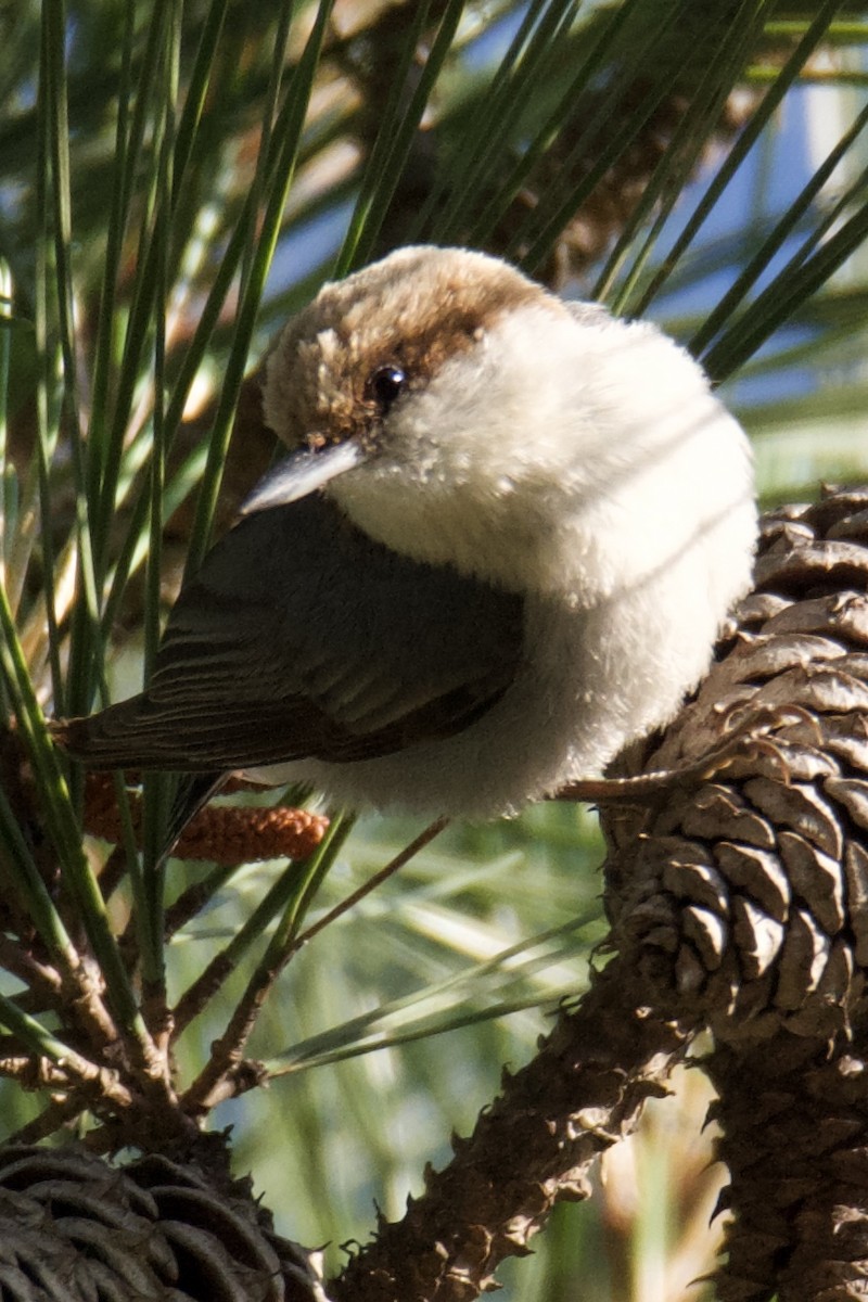 Brown-headed Nuthatch - ML636009764