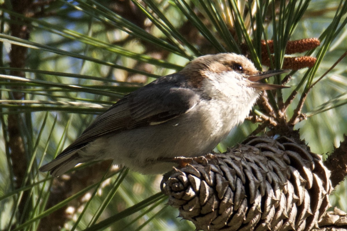 Brown-headed Nuthatch - ML636009765