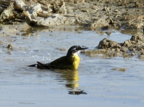 Western Yellow Wagtail - ML636009767