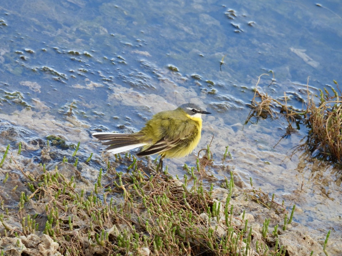 Western Yellow Wagtail (iberiae) - ML636009781