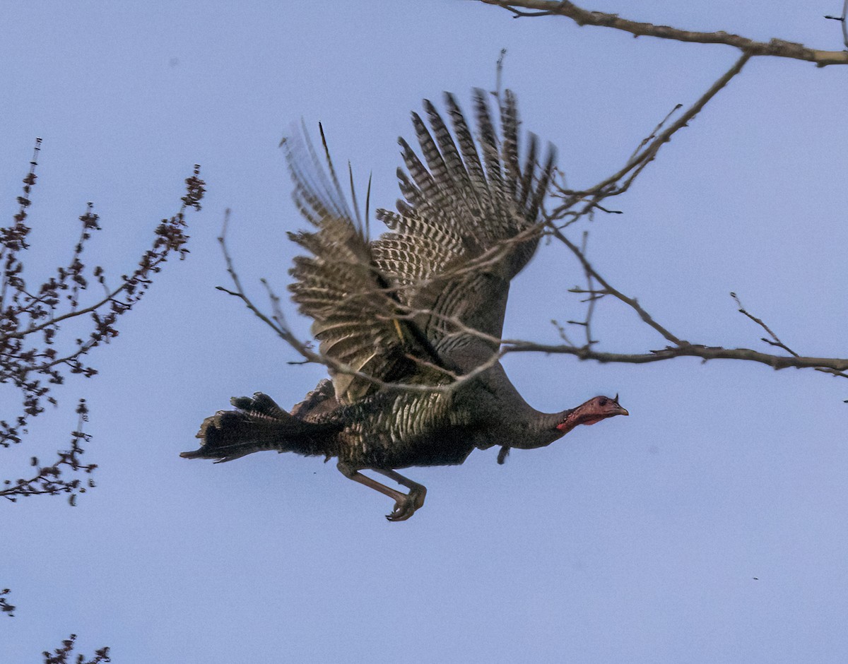 krocan divoký - ML636009789