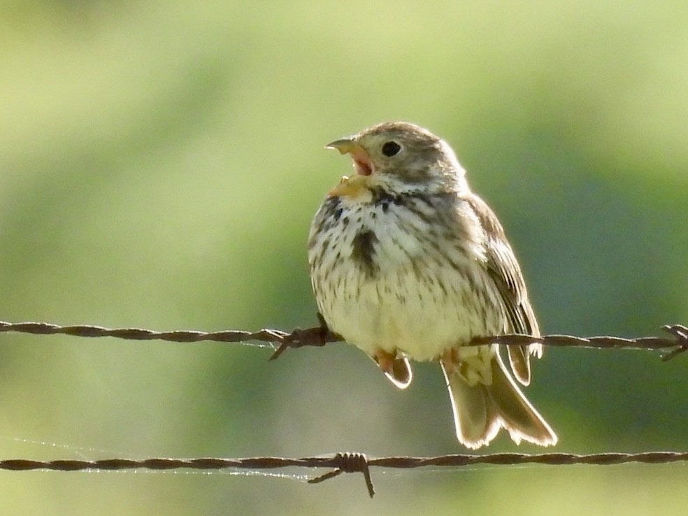 Corn Bunting - ML636009791