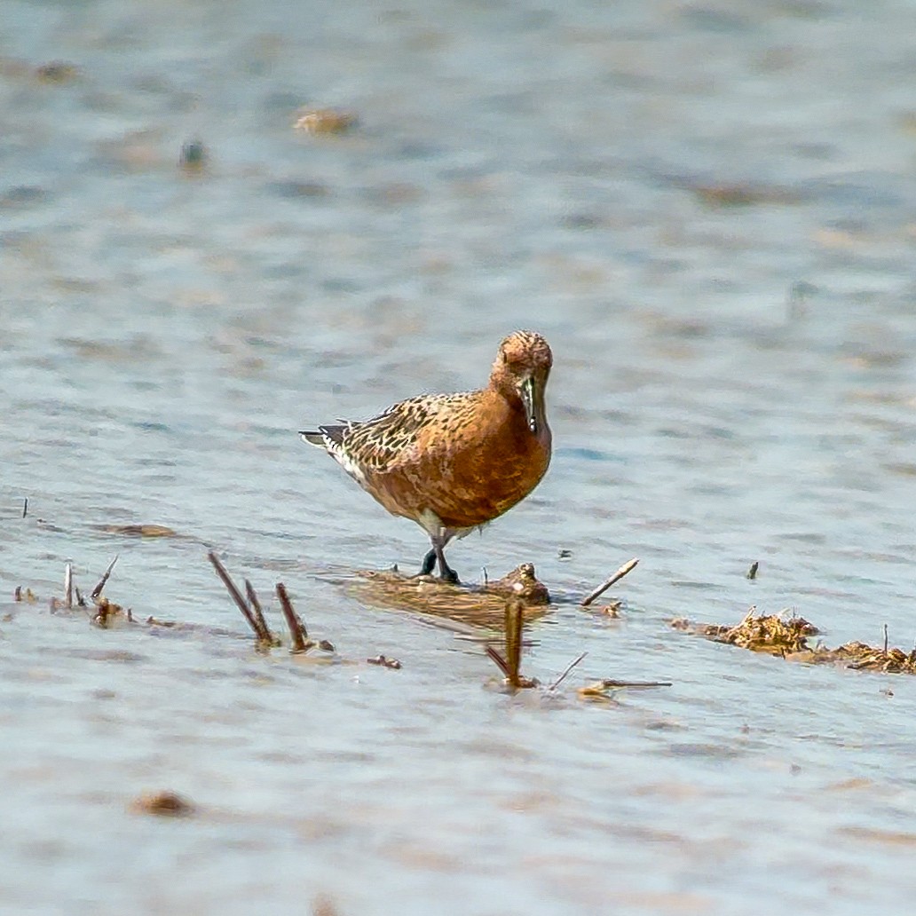 polarsnipe - ML636009795