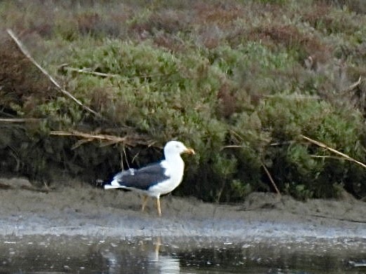 Lesser Black-backed Gull (intermedius) - ML636009851