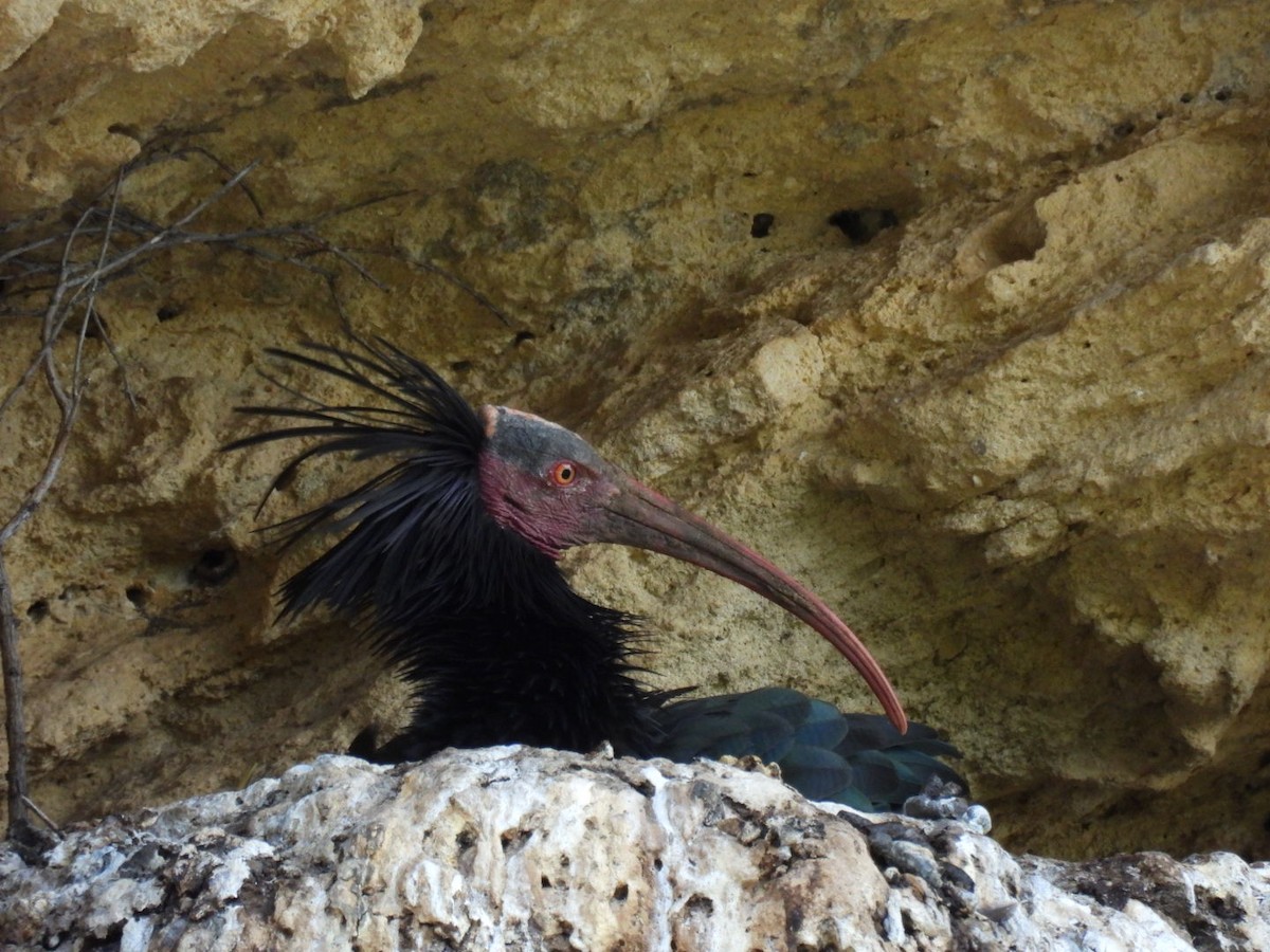 Northern Bald Ibis - ML636009882