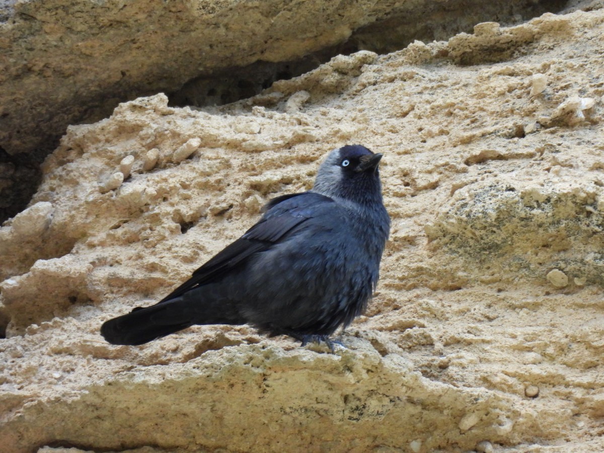 Eurasian Jackdaw - ML636009888