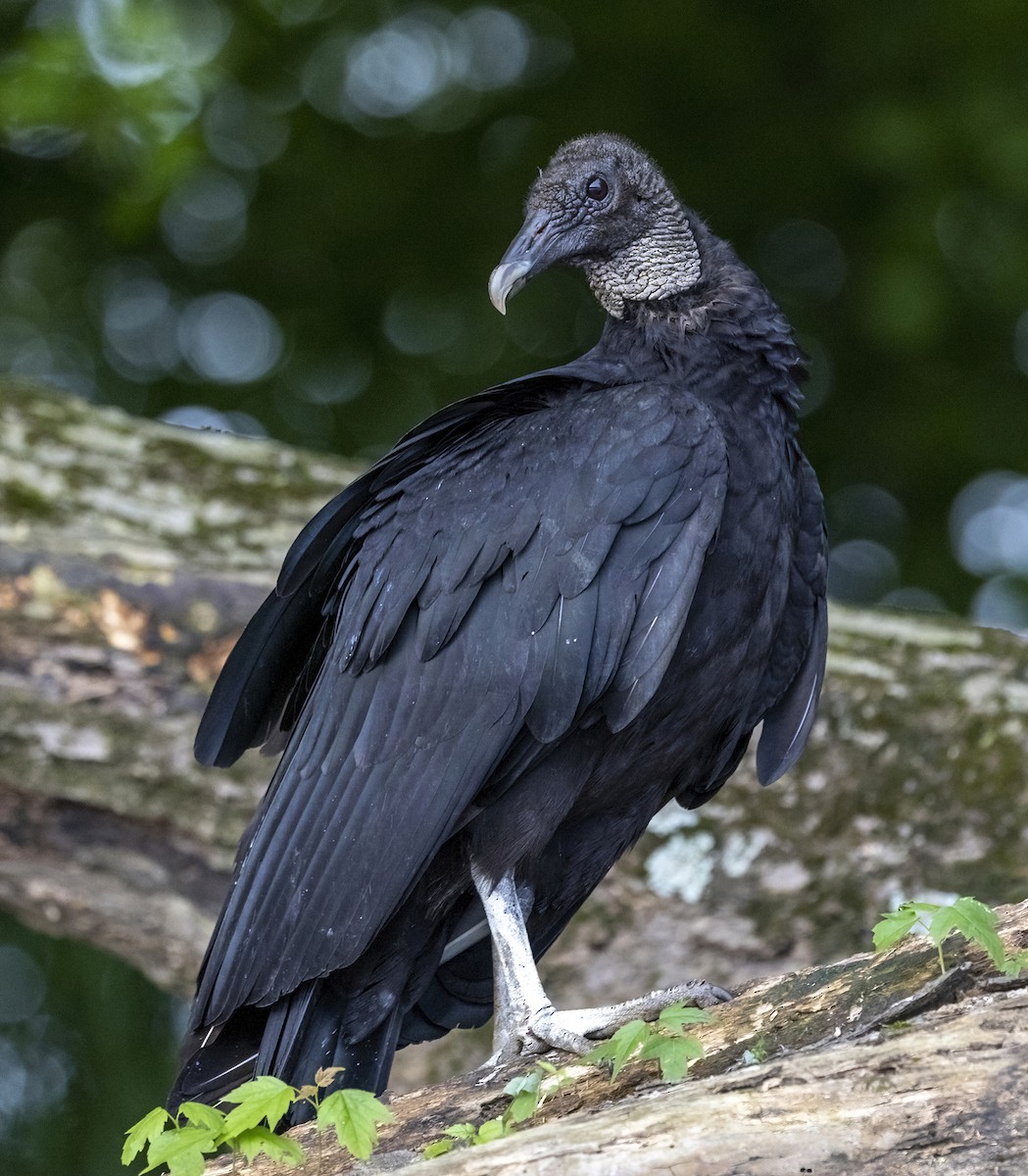 kondor havranovitý - ML636009927