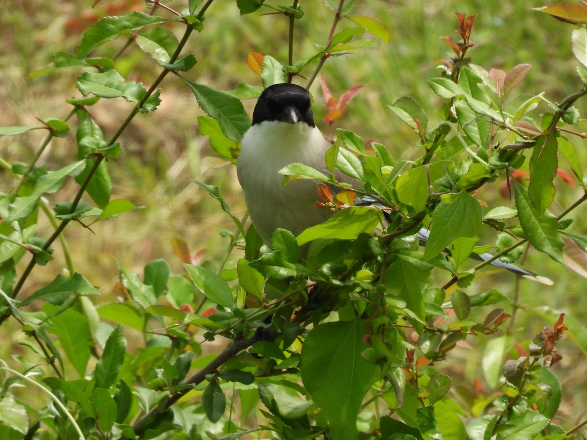 Azure-winged Magpie - ML636010033