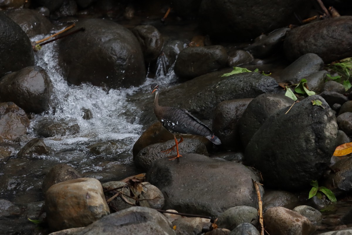 Sunbittern - ML636010047