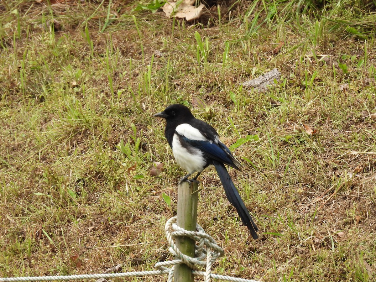 Oriental Magpie - ML636010086
