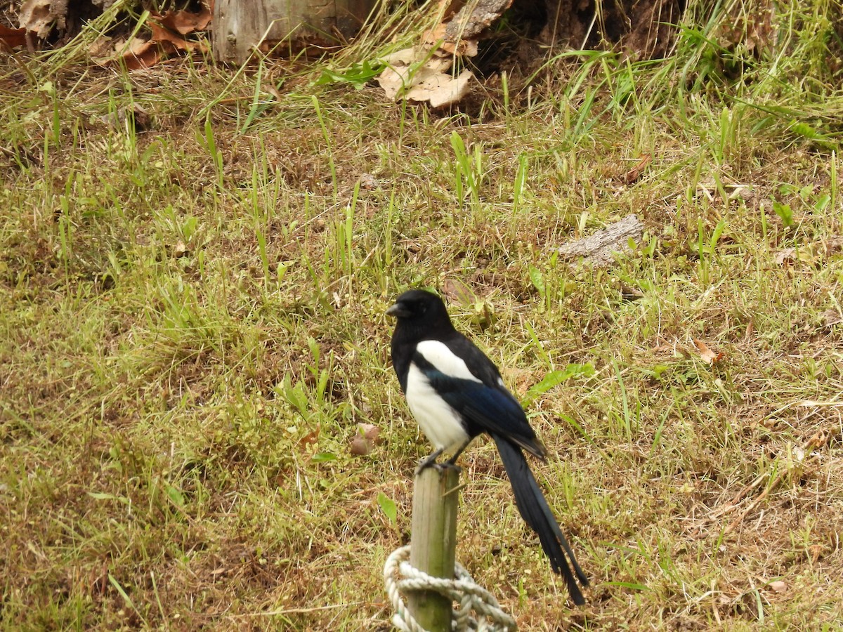 Oriental Magpie - ML636010087