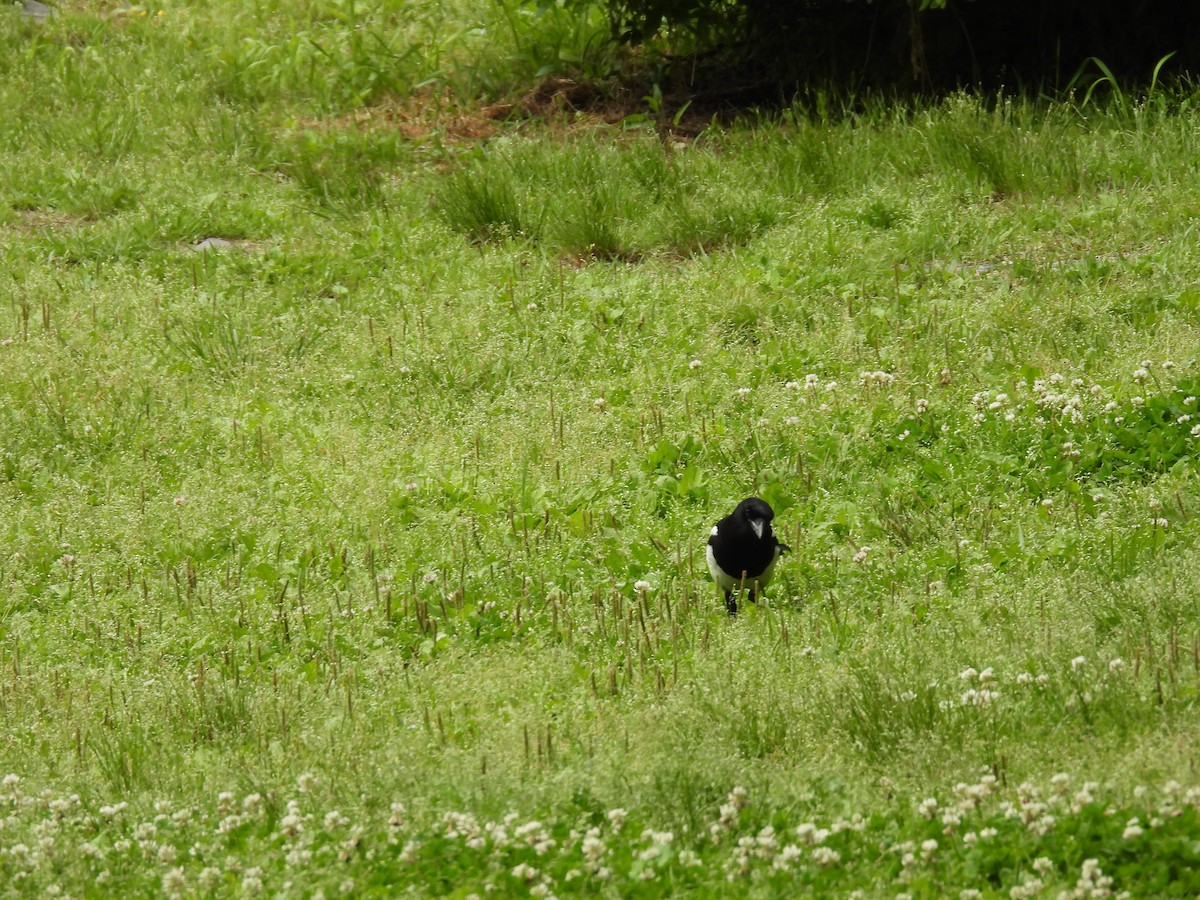 Oriental Magpie - ML636010088