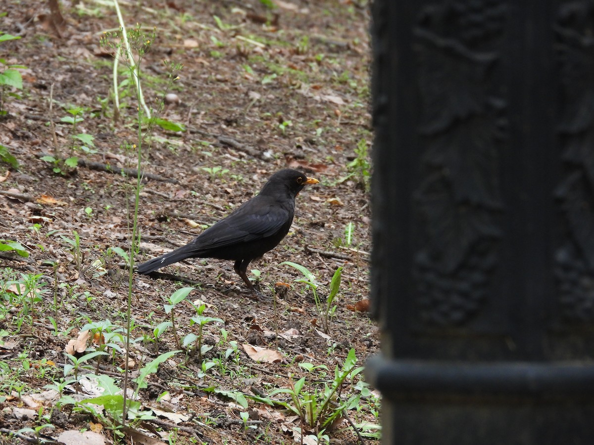 Chinese Blackbird - ML636010111