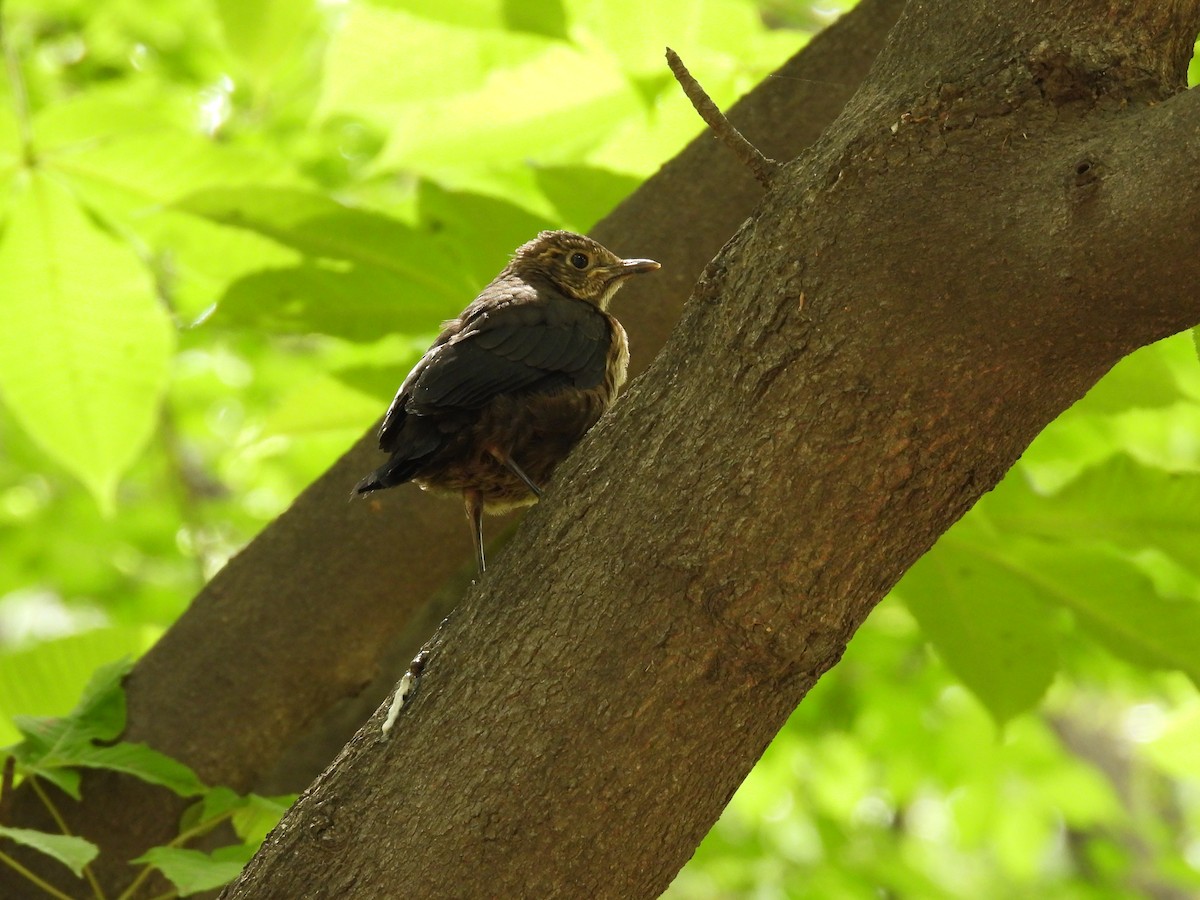 Chinese Blackbird - ML636010112
