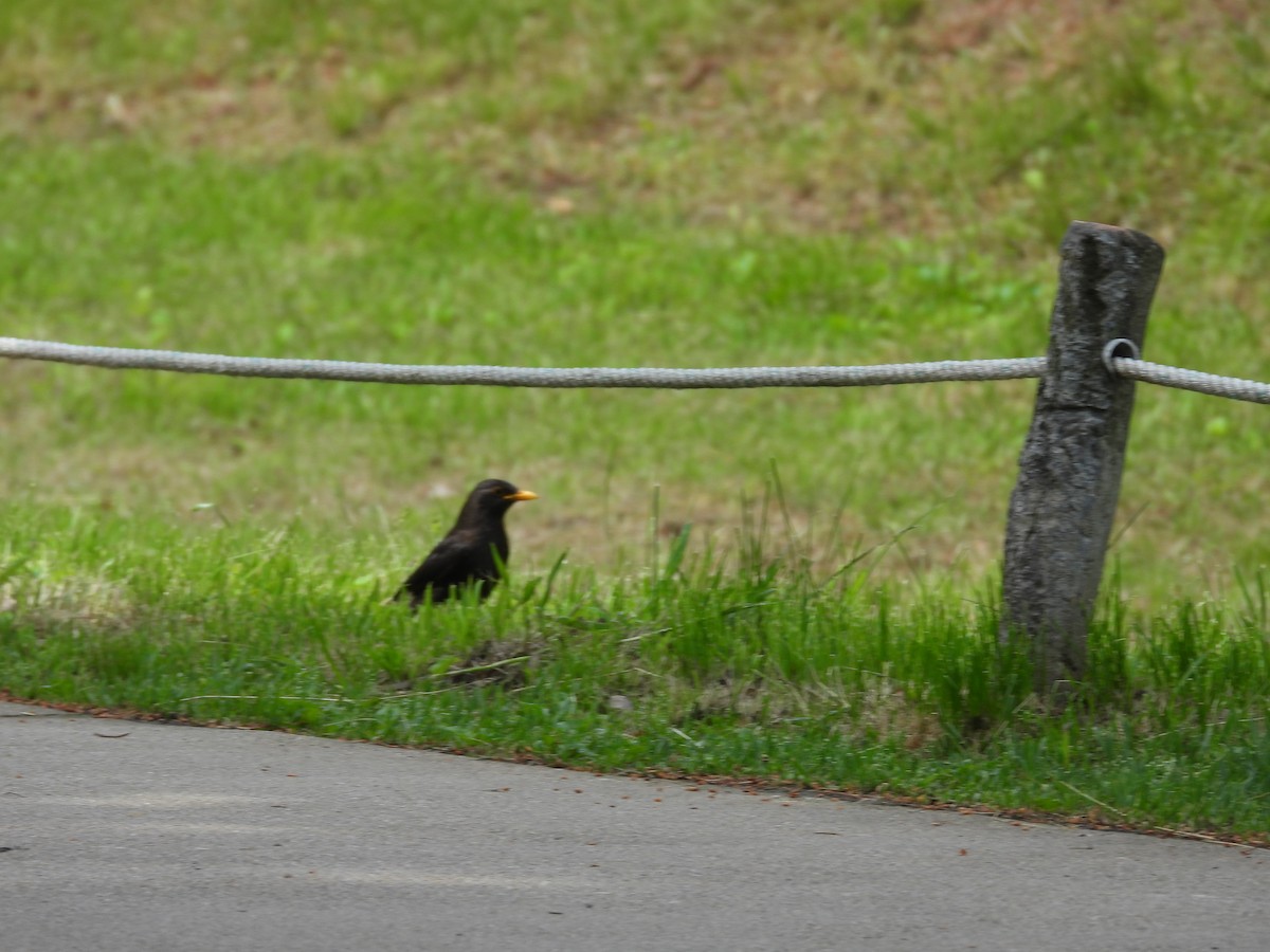 Chinese Blackbird - ML636010113