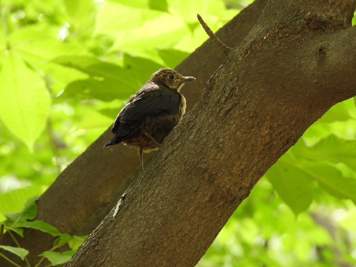 Chinese Blackbird - ML636010114