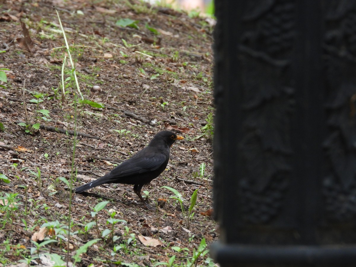 Chinese Blackbird - ML636010115