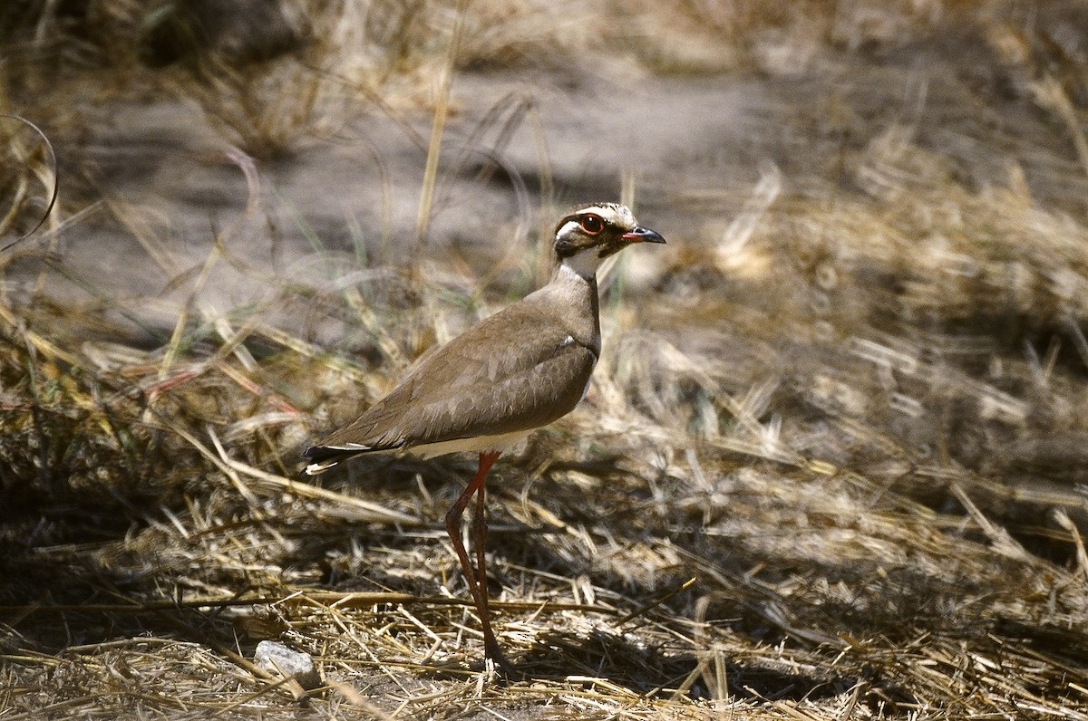 Bronze-winged Courser - ML636010116