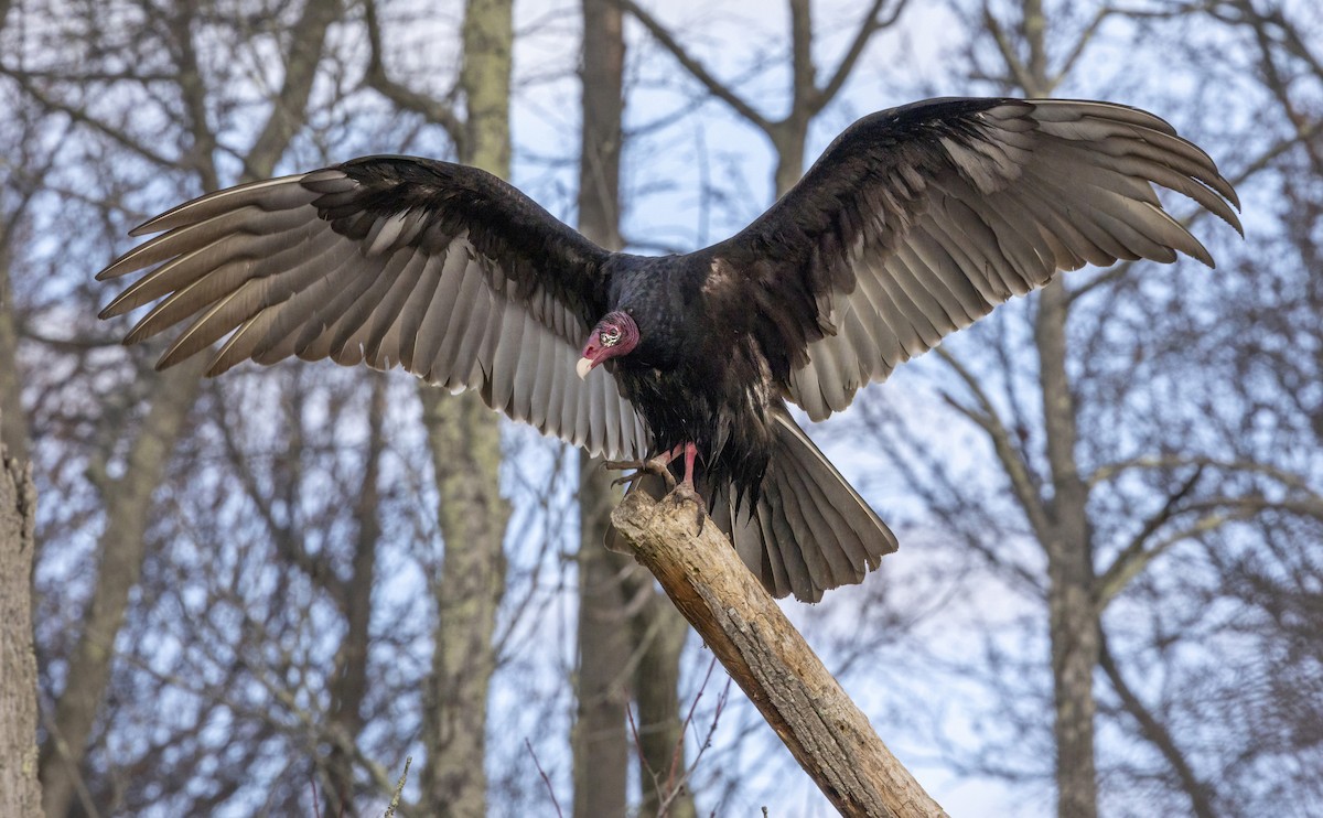 kondor krocanovitý - ML636010117