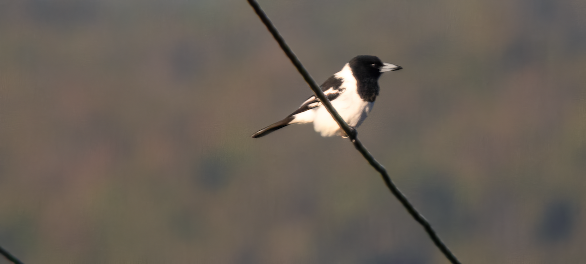 Pied Butcherbird - ML636010156
