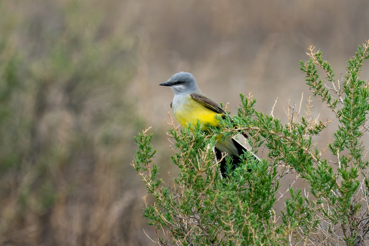 Western Kingbird - ML636010166