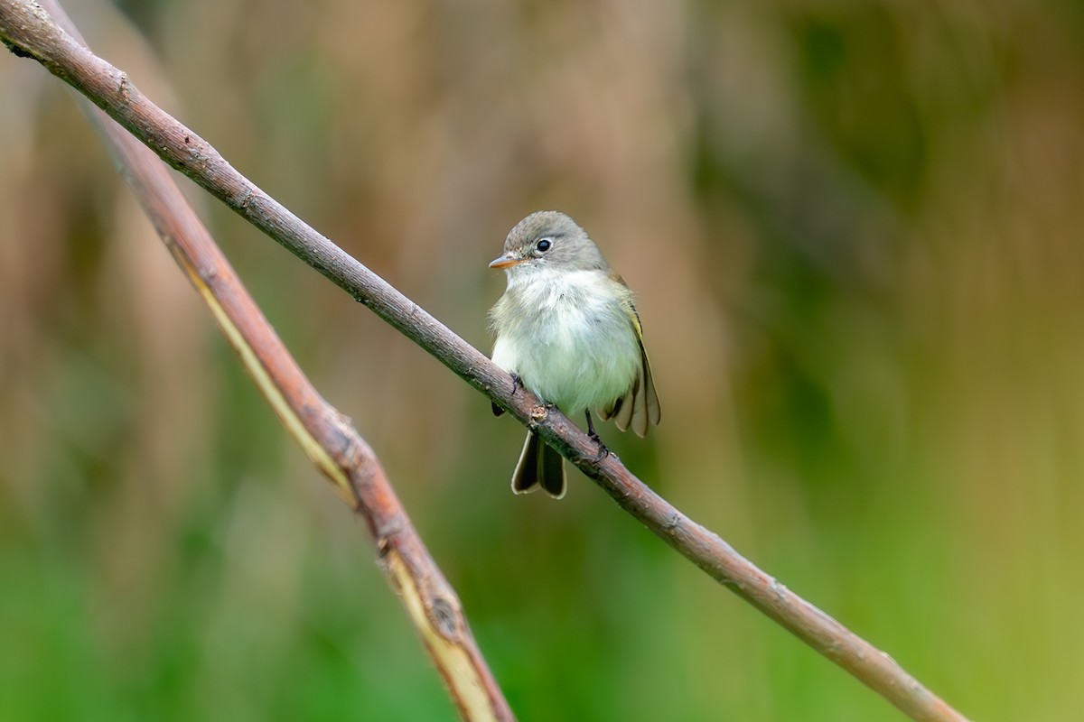 Least Flycatcher - ML636010192
