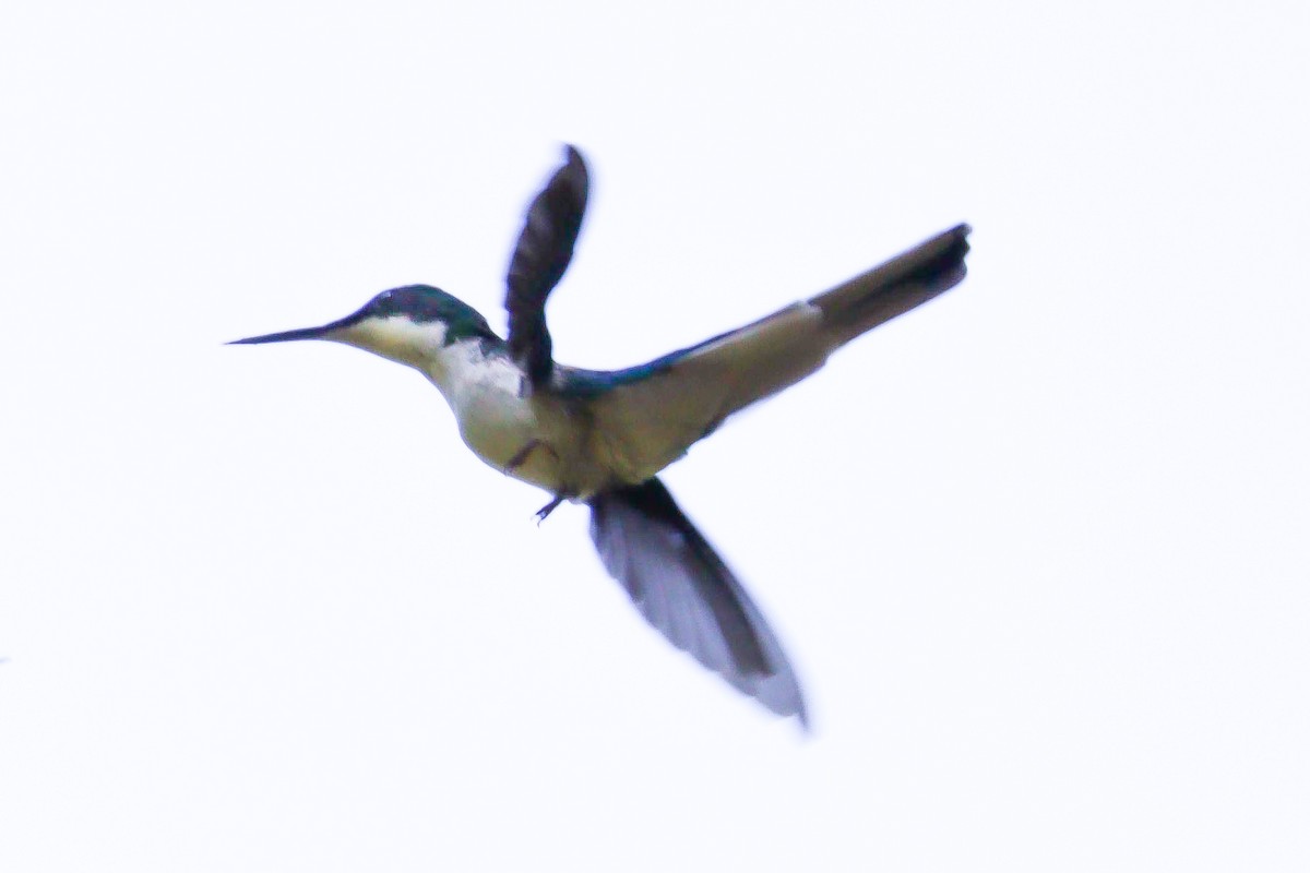 Black-eared Fairy - ML636010235