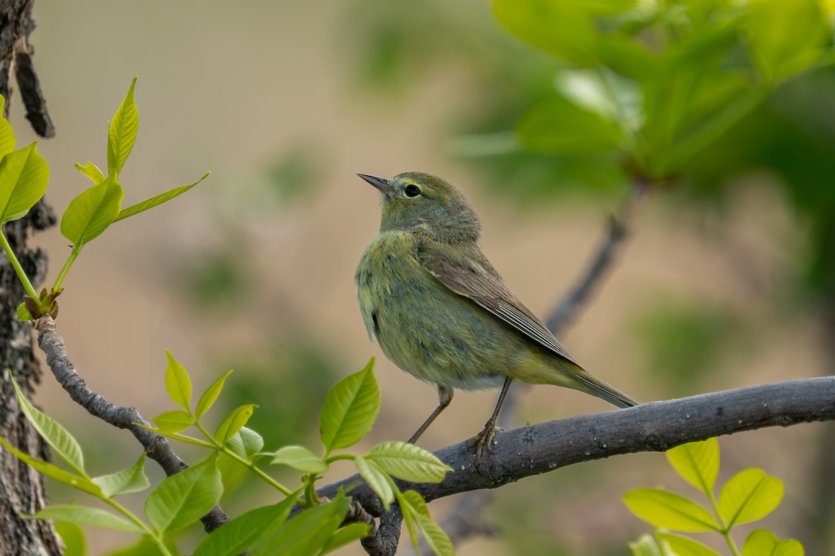 Orange-crowned Warbler - ML636010246