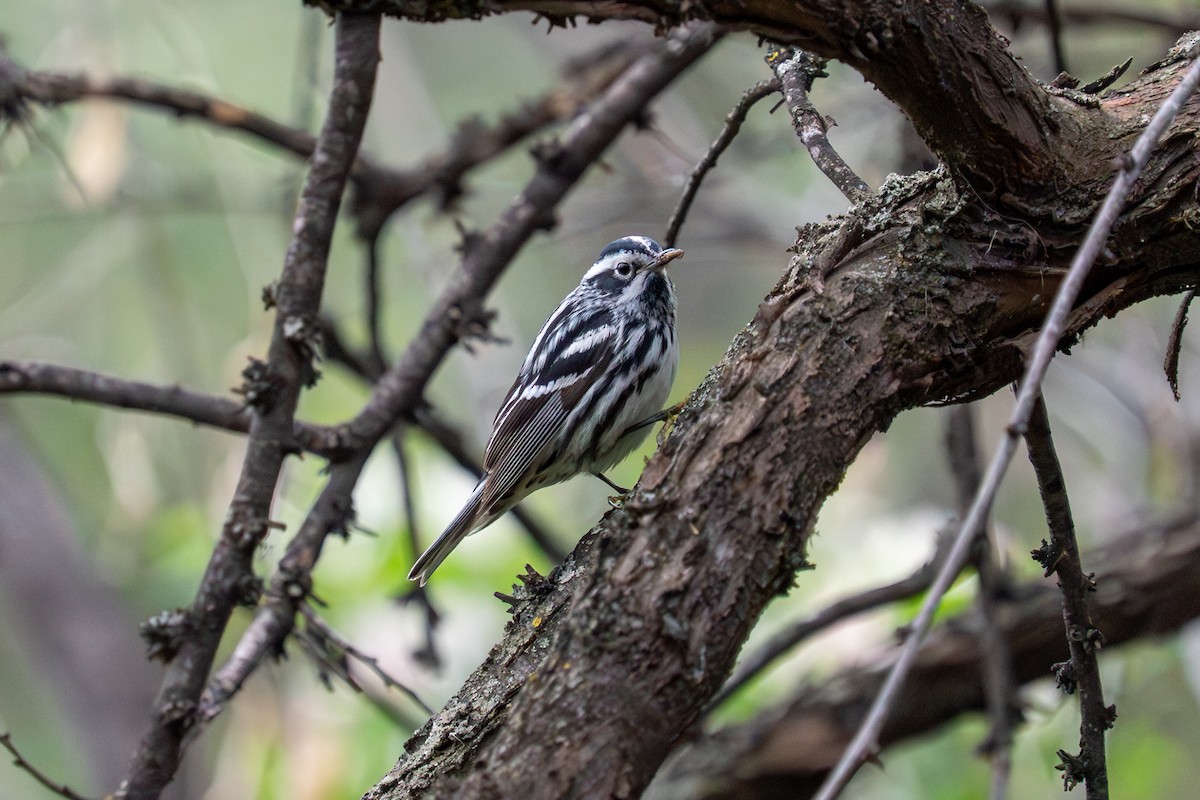 Black-and-white Warbler - ML636010284