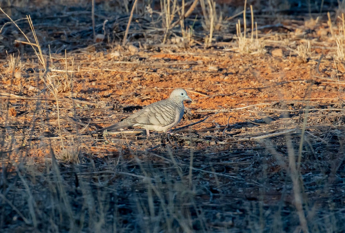 Peaceful Dove - ML636010340