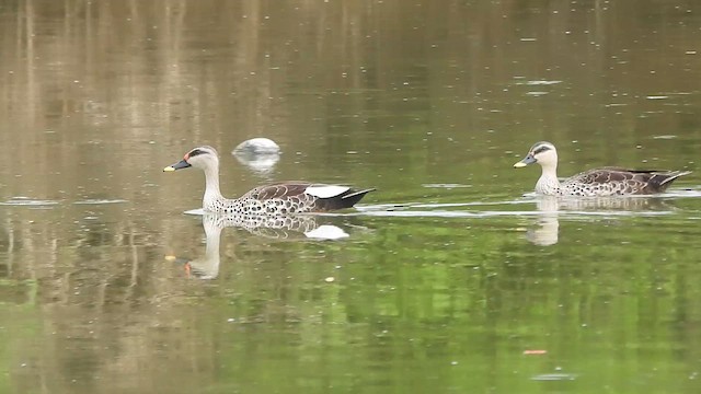 Indian Spot-billed Duck - ML636010366