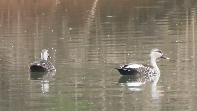 Indian Spot-billed Duck - ML636010367