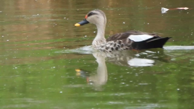 Indian Spot-billed Duck - ML636010368